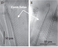 figure image